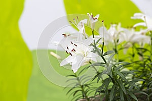White Asiatic lily flower in the garden. Beautiful nature lily flower blossom closeup petal plant. Green floral bouquet