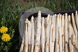 White Asparagas , asparagus harvest