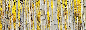 White Aspen Tree Trunks photo