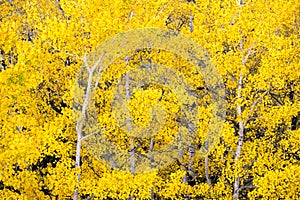 White Aspen Trees Forest Fall Colors Leaves Changing Autumn