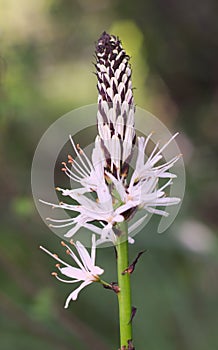 White asphodel, Asphodelus albus