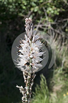 White asphodel, Asphodelus albus