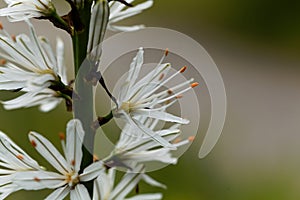 White asphodel Asphodelus albus