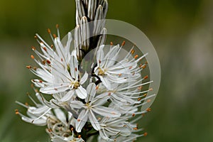 White asphodel Asphodelus albus