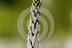 White asphodel Asphodelus albus