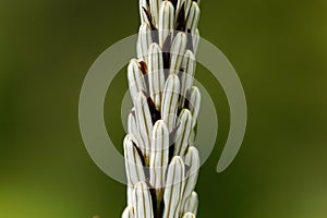 White asphodel Asphodelus albus
