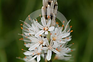 White asphodel Asphodelus albus