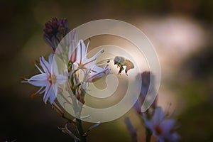 White asphodel Asphodelus albus flowers attracting a bee Israel