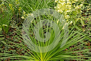 White asphodel or Asphodelus Albus plant in Zurich in Switzerland photo