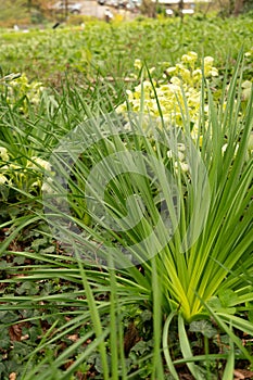 White asphodel or Asphodelus Albus plant in Zurich in Switzerland photo