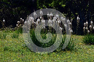 White asphodel in flower (Asphodelus albus)