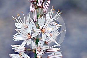 White asphodel flowers (Asphodelus albus)