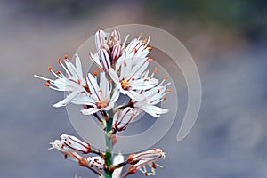 White asphodel flowers (Asphodelus albus)