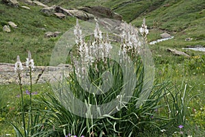 White asphodels in alpine landscape