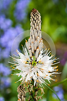 white Asphodelus albus in a botanical garden