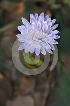 White aster