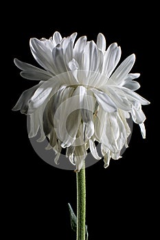 White aster flower on black background