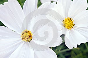 White Aster flower in flowerbed garden Sirikit national garden,