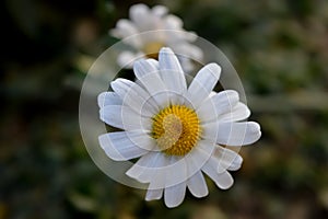 White aster flower in garden.Aster flower white beautiful aster