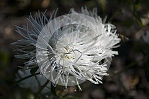 White aster flower is growing on the autumn flower-bed