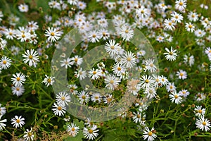 White aster flowers on a flower bed