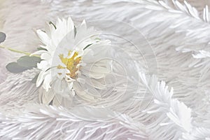 White aster on a fluffy bedspread, the concept season autumn winter