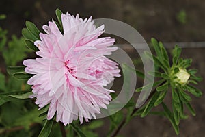 White aster smiles at the sun. Aster flower on an isolated background