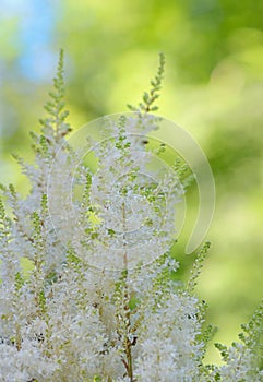 White Astilbe flowers photo