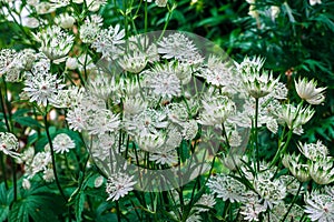 White Astrantia flowers.
