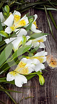 White astromeria on wooden background photo