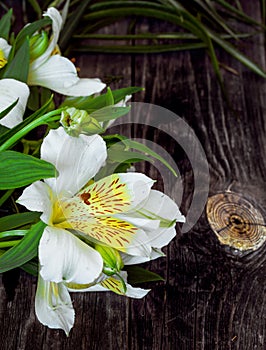 White astromeria on wooden background photo