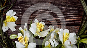 White astromeria on wooden background photo