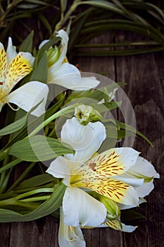 White astromeria on wooden background photo