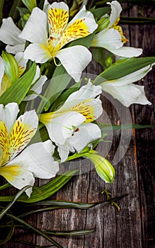 White astromeria on wooden background photo