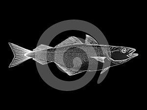 White Atlantic Cod vector illustration on a black background