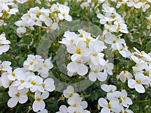 white aubrieta close-up - flowers are blooming