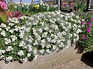 white aubrieta - flower cover of flower bed