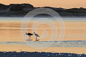 White Australian Ibis feeding. Sunrise, Australia.