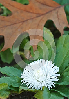 White autumn chrysanthemum and oak leaf