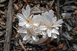 White Autumn crocuses from above