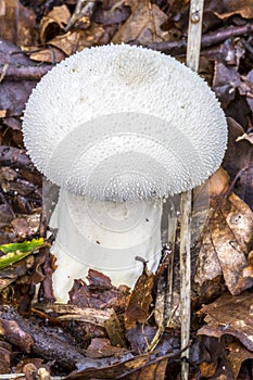 White autumn puffball fungus (Lycoperdon perlatum) growing throu