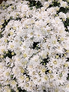 White autumne flowers