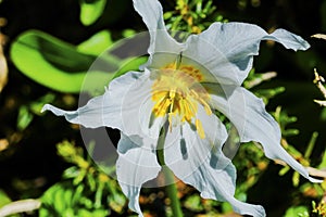 White Avalanche Lily Wildflower Mount Rainier Paradise