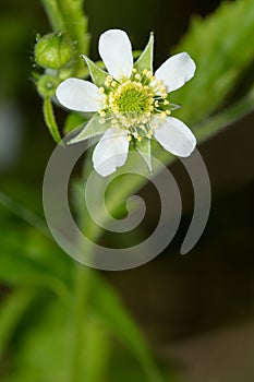 White Avens - Geum canadense