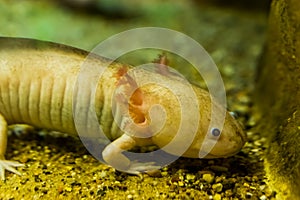 White axolotl in closeup, mexican walking fish, underwater salamander, tropical amphibian from mexico, Critically endangered