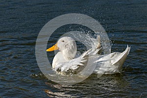 White Aylesbury duck also known as Pekin or Long Island Duck preening feathers and splashing water