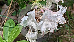 White Azaela flowers