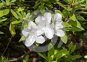 White Azalea blooms in Turtle Creek Park in Dallas, Texas