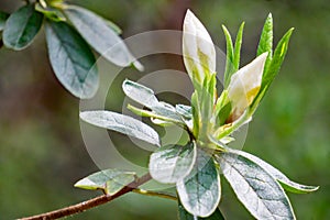 White Azalea Buds