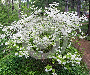 White Azalea Bush Blooming in a Mountain Park